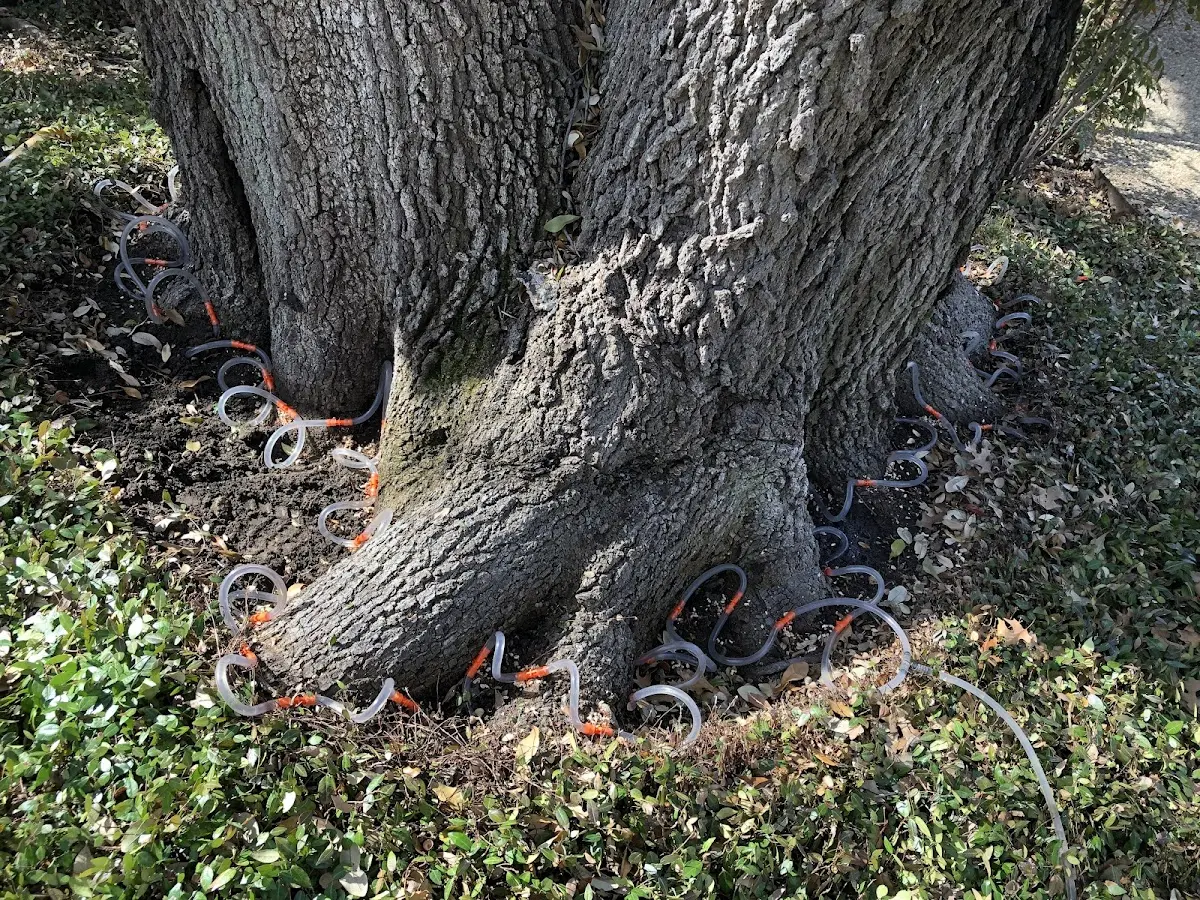 Detailed Tree Cabling and Bracing job site in Lasara