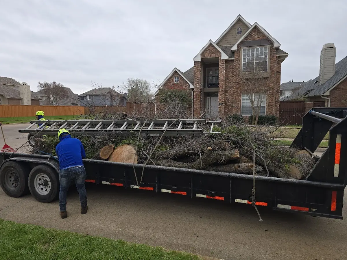 Expert Tree Pest Control with proper safety equipment in Lasara